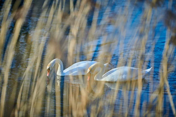 Пара красивых белых лебедей на озере в Европе весной — стоковое фото