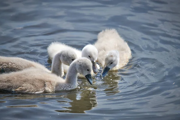 Young white swan chicks and adult swans on a lake in spring in E