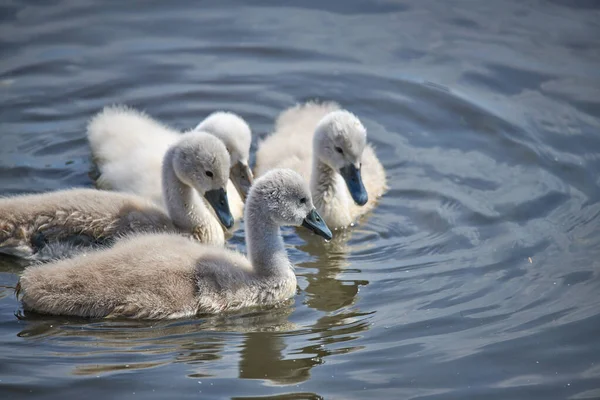 Unga vita svanungar och vuxna svanar på en sjö på våren i E — Stockfoto