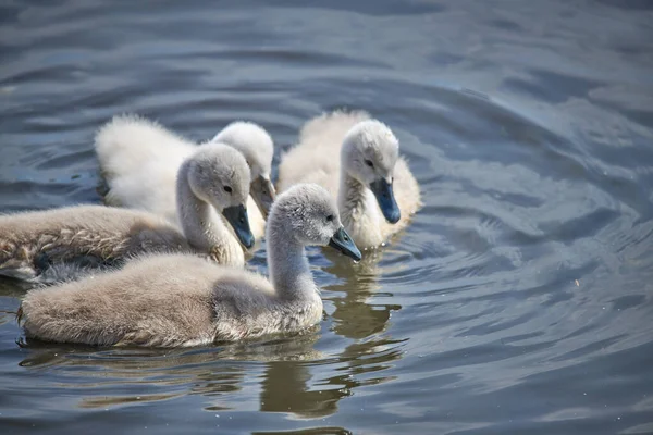 Young white swan chicks and adult swans on a lake in spring in E