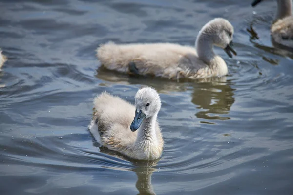 Giovane bianco cigno pulcini e cigni adulti su un lago in primavera in E — Foto Stock