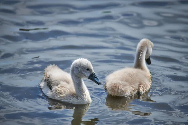 Young white swan chicks and adult swans on a lake in spring in E