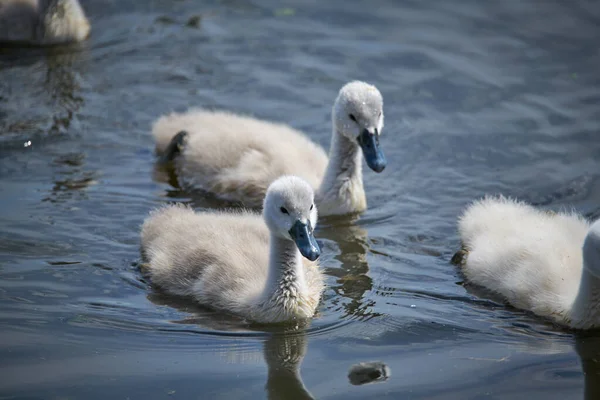 Unga vita svanungar och vuxna svanar på en sjö på våren i E — Stockfoto