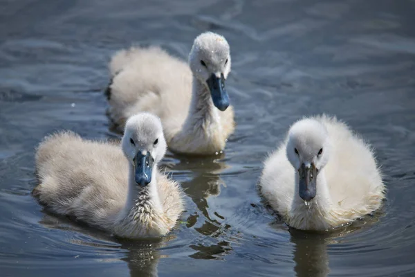 Genç beyaz kuğu yavruları ve yetişkin kuğular İlkbaharda E 'de bir gölde