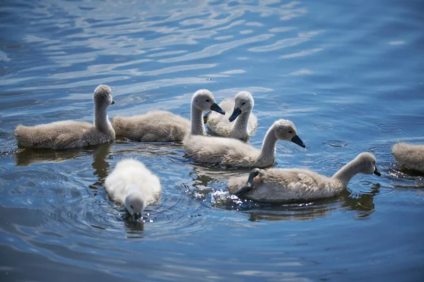 Young white swan chicks and adult swans on a lake in spring in E