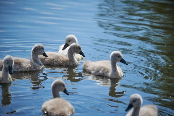Giovane bianco cigno pulcini e cigni adulti su un lago in primavera in E — Foto Stock