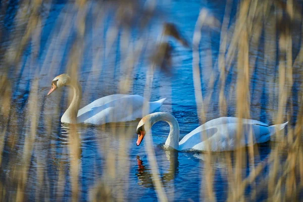 Пара красивых белых лебедей на озере в Европе весной — стоковое фото