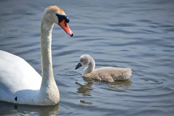 Young white swan chicks and adult swans on a lake in spring in E
