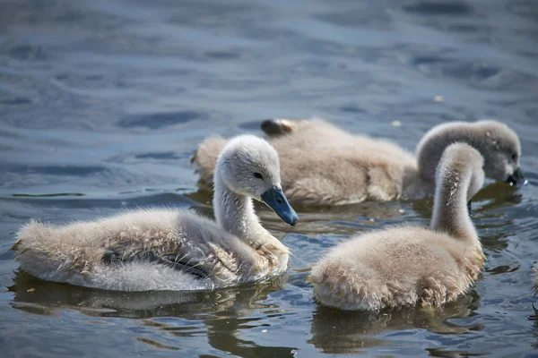 Young white swan chicks and adult swans on a lake in spring in E