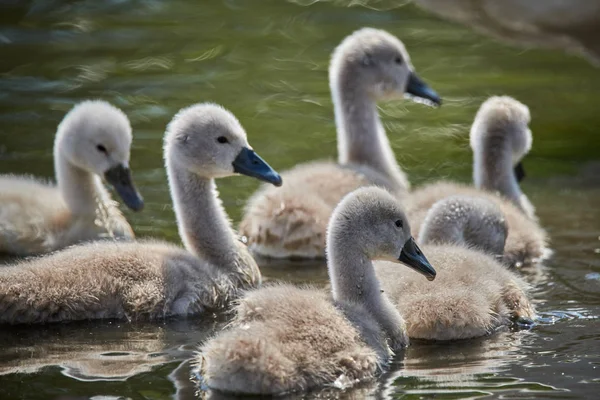 Young white swan chicks and adult swans on a lake in spring in E