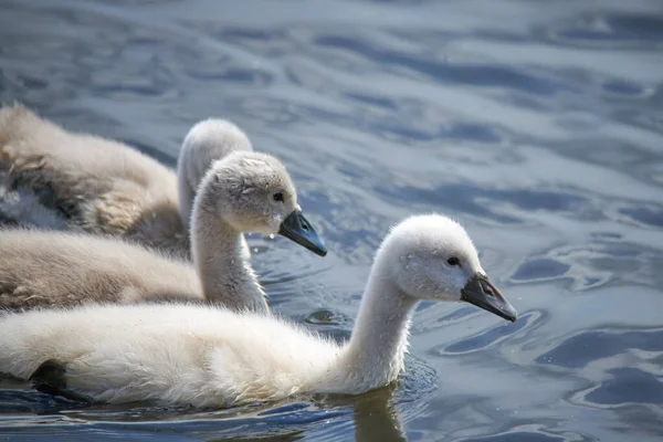 Giovane bianco cigno pulcini e cigni adulti su un lago in primavera in E — Foto Stock