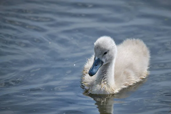 Giovane bianco cigno pulcini e cigni adulti su un lago in primavera in E — Foto Stock