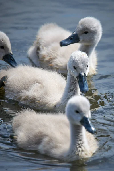 Giovane bianco cigno pulcini e cigni adulti su un lago in primavera in E — Foto Stock