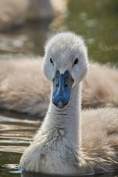 Pollitos cisnes blancos jóvenes y cisnes adultos en un lago en primavera en E —  Fotos de Stock