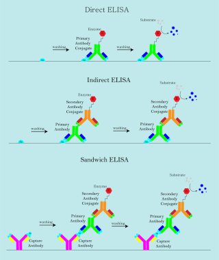 ELISA, Indirect ELISA, Sandwich ELISA, biyoteknoloji immünoassay