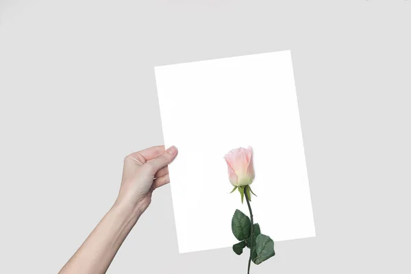 elini ve bir çiçek, bir arka plan üzerinde bir gül içinde bir sayfa