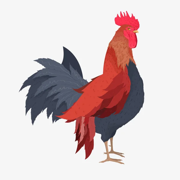 Beau coq isolé sur fond blanc. — Image vectorielle