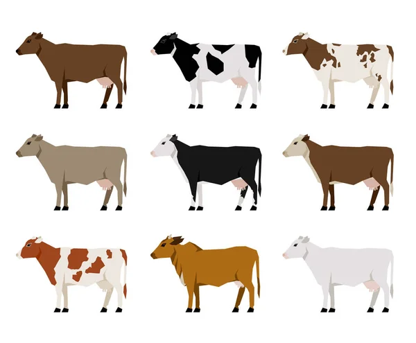 Iconos planos de las vacas lecheras. Ganado más popular . — Vector de stock