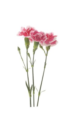 Karanfilin pembe çiçeği beyaz bir arkaplanda izole edilmiş.