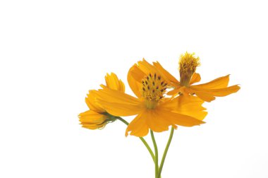 Beyaz arka planda sülfür kozmozu çiçekleri