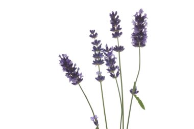 Beyaz bir arkaplanda yalıtılmış lavanta çiçekleri