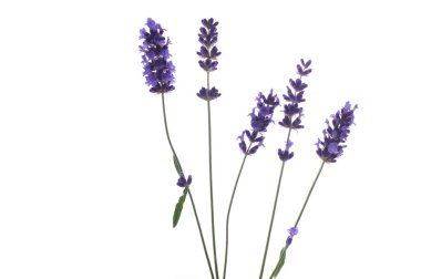 Beyaz bir arkaplanda yalıtılmış lavanta çiçekleri