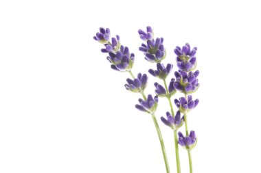 Beyaz bir arkaplanda yalıtılmış lavanta çiçekleri