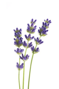 Beyaz bir arkaplanda yalıtılmış lavanta çiçekleri