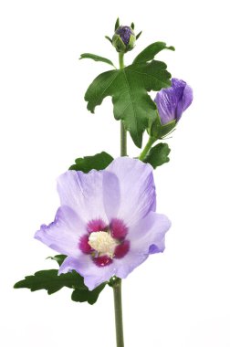 Beyaz arkaplanda Hibiscus Syriacus 'ün mor çiçeği