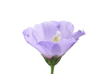 Beyaz arkaplanda Hibiscus Syriacus 'ün mor çiçeği