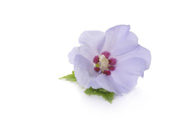 Beyaz arkaplanda Hibiscus Syriacus 'ün mor çiçeği