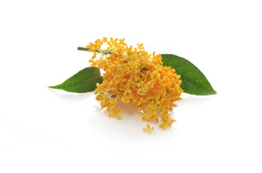 orange flowers of Sweet Osmanthus on a white background clipart