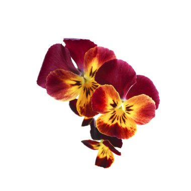 colorful pansy flowers isolated on a white background