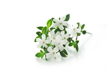 Beyaz arkaplanda Serissa çiçekleri