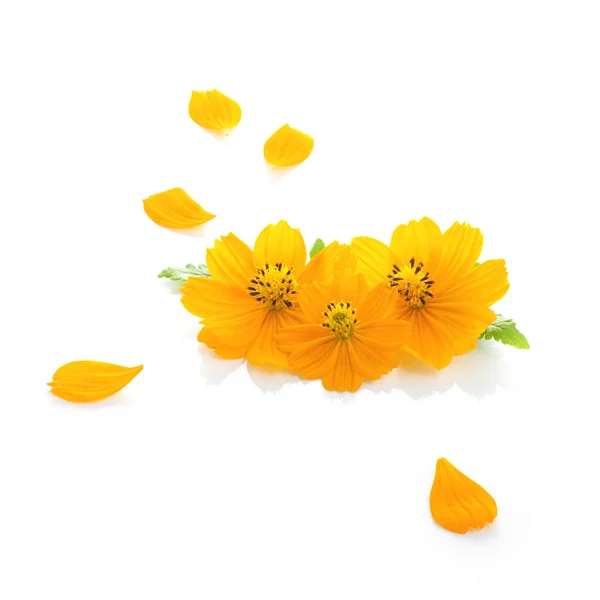 Flowers Sulfur Cosmos White Background — Stock Photo, Image