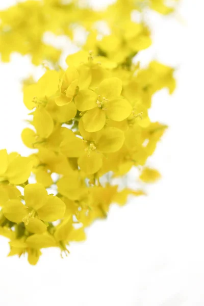 Bloemen Van Koolzaad Een Witte Achtergrond — Stockfoto