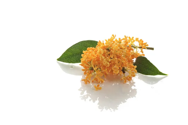 Oranžové Květy Sweet Osmanthus Bílém Pozadí — Stock fotografie