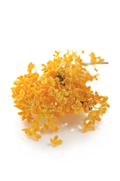 Orange Flowers Sweet Osmanthus White Background — стокове фото