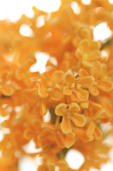 Orange Flowers Sweet Osmanthus White Background — стоковое фото