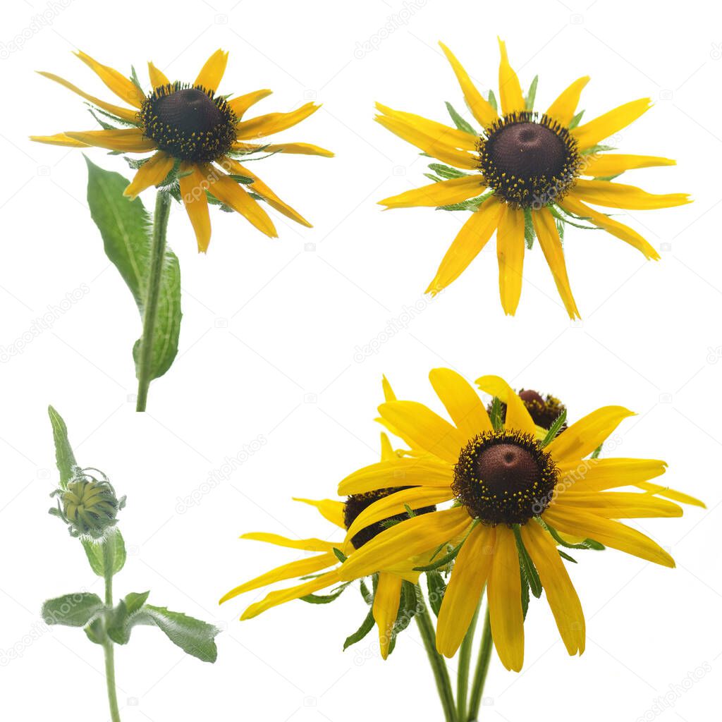 yellow rudbeckia flowers on a white background