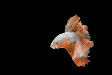 Yalnız turuncu-beyaz dövüşçü balık hareket ediyor.