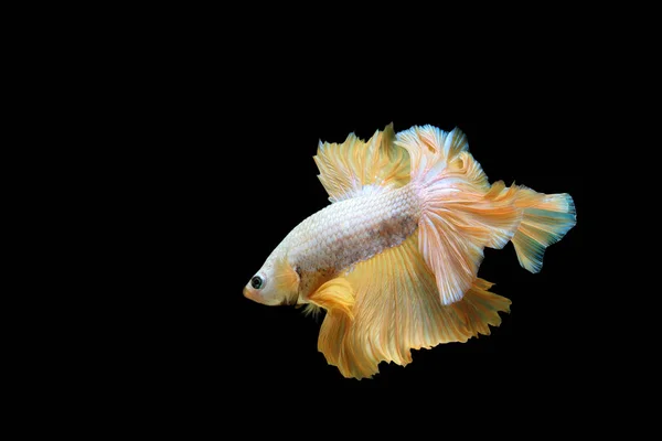 Piękne Półksiężyc Betta Siamese Fighting Fish Tajlandii — Zdjęcie stockowe