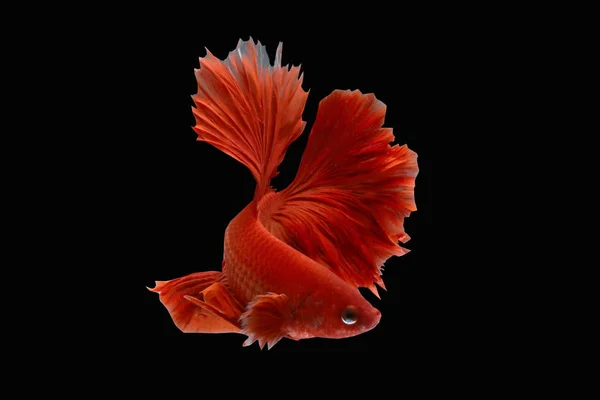 Pięknie Poruszające Momenty Siamese Fighting Fish Tajlandii — Zdjęcie stockowe