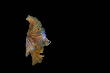 Güzel Tayland dövüşen balıklarının arka plan hareketi