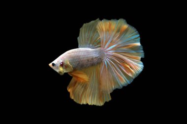 Beta balığı siyah arkaplanda izole edildi.