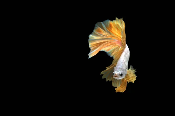 Movimento Belos Peixes Combate Tailandeses — Fotografia de Stock