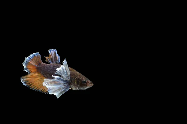 Betta Fisch Isoliert Auf Schwarzem Hintergrund — Stockfoto