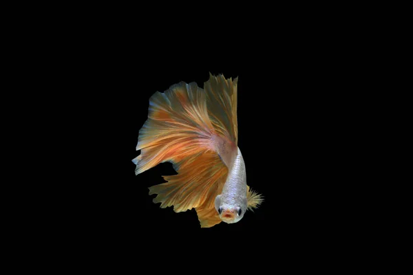 타이에서 물고기와 싸우는 아름다운 꼬리가 흔들리는 — 스톡 사진