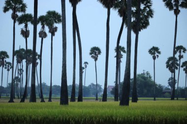 Bir sürü hindistan cevizi ağacı ve yeşil pirinç. Güzel doğal alanlar.