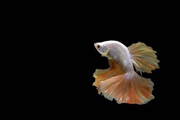 Halfmoon Betta Fängt Den Bewegenden Moment Des Siam Betta Fish — Stockfoto